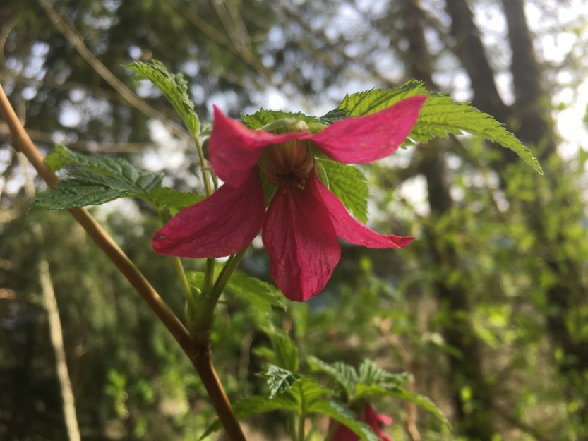 Top 10 Native Plants For Attracting Hummingbirds In The Pacific ...